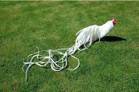 Harga Ayam Onagadori Hias Jogja In 2020 Chicken Breeds Rooster Breeds Chickens And Roosters