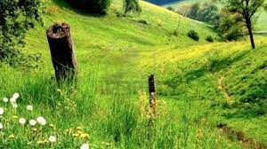 O altă situaţie pe care oierii doresc să o clarifice cu ministerul agriculturii se referă la modul de concesionare a păşunilor, în special în zonele montane, unde se. PajiÈtile Comunale Inchiriate Prin Atribuire DirectÄ De La PrimÄrie Ce Spune Noua Lege