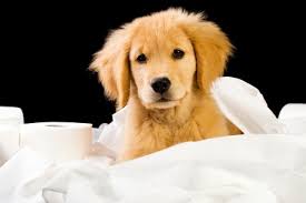 Pup by pup, released 08 april 2014 1. What Is A Potentially Unwanted Program Pup Emsisoft Security Blog