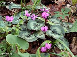 Image result for Cycnium recurvum