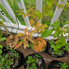 Image result for Vaccinium madagascariense