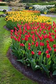 Spring Flowers And Yard Landscaping Ideas 20 Tulip Bed Design Ideas Outdoor Landscaping Flower Landscape Garden Landscaping