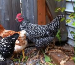 How to identify a rooster from a hen. Sexing 4 Month Old Barred Rock Backyard Chickens Learn How To Raise Chickens