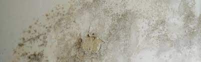 Schimmel ist nicht nur unschön anzusehen, sondern in der wohnung auch oft eine gefahr für die gesundheit. Schimmel An Der Wand Beseitigen Gesundheitsgefahrlich