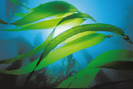 Lumene lahde aqua serum arctic dew quenching all skin types 1.7 oz / 50ml. Repechage Skin Treatments Moments Of Beauty