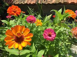 I fiori bianchi rappresentano infatti, nella maggior apple watch wallpaper, fiori bianchi con centro colorato apple watch face design. Giardino Soleggiato 14 Piante Da Coltivare Community Leroy Merlin