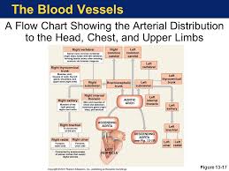 Class diagrams are the most common and easy way to depict the basics of a system's design. Arteries Of Upper Limb Flow Chart Bancar