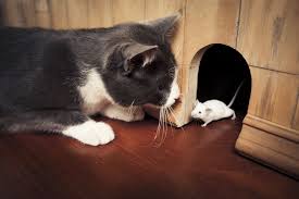 Pied piper pest control malaysia. How To Detect And Get Rid Of Pests In The Home Propertyguru Malaysia