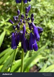 Image result for Agapanthus inapertus