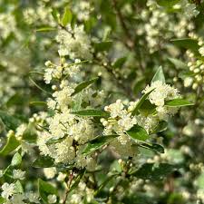 Image result for Eugenia woodii