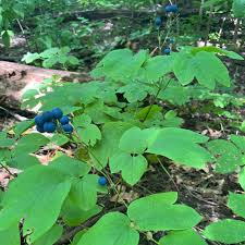 Image result for Blue Cohosh