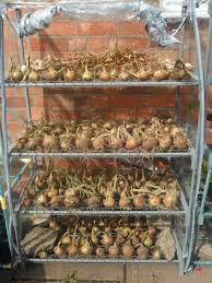 More images for how to dry onions from the garden » Drying Onions To Store Not Just Greenfingers