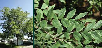 • the bud is an undeveloped shoot and normally occurs in the axil of a leaf or at the tip of the stem. Espresso Kentucky Coffeetree Knowledgebase Johnson S Nursery