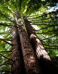 University of California Santa Cruz 2021 Graduates by UCSC Commencement