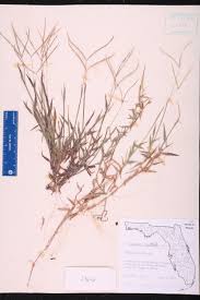 Image result for Digitaria longiflora