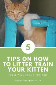 Try These Five Tips On How To Litter Train Your Kitten At Home Litter Training Cat Training Litter Box Training Kittens