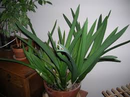 Image result for Eulophia petersii