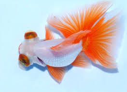 When i first got into goldfish keeping back in 2009, it was the butterfly telescope that immediately captured my attention. Butterfly Tail Goldfish Bangalore Aquarium