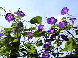 9月の花 丸葉朝顔 マルバアサガオ あるいはマルバアメリカアサガオ K U R A D A S H I