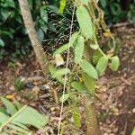 Image result for Sporobolus tenuissimus