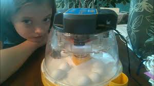 Copy of Quail Hatching- Starting Now