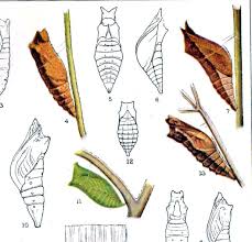 Image Result For Cocoon Butterfly Drawing Butterfly Cocoon