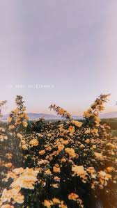 30 Marvelous Flower Wallpaper For Sytle Your New Iphone Xtra Inspira Aesthetic Wallpapers Tumblr Wallpaper Phone Wallpaper