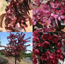 This climbing plant may produce side effects such as vomiting. In Focus Crabapple Trees The Primrose Blog