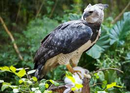 36 harpy eagle facts worlds most powerful eagle harpia