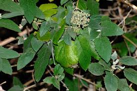Image result for Buddleja dysophylla
