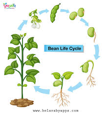 Drawing stages of flower growth. Plant Life Cycle Diagram For Kids Science Posters Ø¨Ø§Ù„Ø¹Ø±Ø¨ÙŠ Ù†ØªØ¹Ù„Ù…
