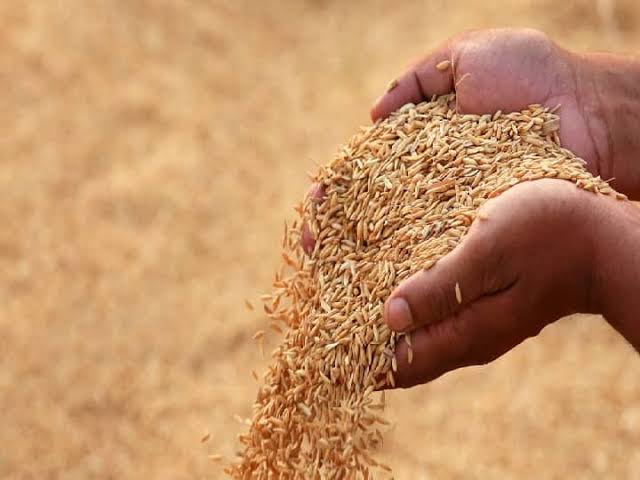 Apply here for Dhan Kharid or Paddy procurement on MSP will start from  November in Bihar | Paddy MSP: बिहार में 1 नवंबर से शुरू होगी धान की खरीद,  इस लिंक पर