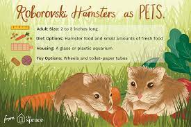 Oct 06, 2020 · your hamster will get sick or might even die. Dwarf Robo Hamster Care