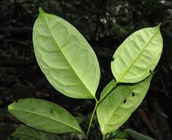 Image result for Icacinaceae