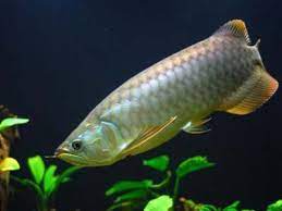 The banjar red originates from banjar masin on the southern tip of indonesia. Banjar Red Arowana Fish Banjar Red Arowana Fish Exporters