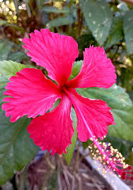 Addicted To Gardening