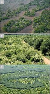 Image result for Faurea rubriflora