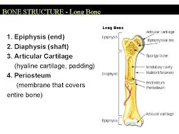They consist of 2 heads proximal and distal epiphysis respectively, connected with th. Skeletal System Organization About 206 Bones 2 Main