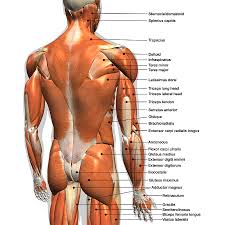 Labeled Anatomy Chart Of Male Back