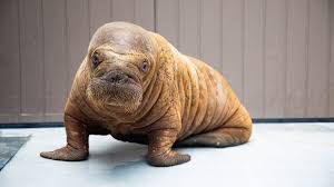 Image result for walrus