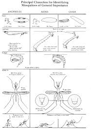 Mosquito Biology Rutgers Center For Vector Biology