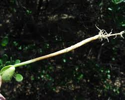 Image result for Eriosema cordatum