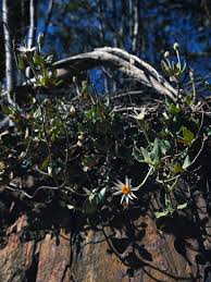 Image result for Hibiscus tridactylites