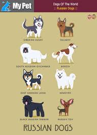 Russian Dogs From Russia Siberian Husky Sulimov South Russian Ovcharka Borzoi East Siberian Laika Russian Dogs Dog Illustration Russian Dog Breeds