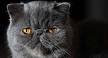 What You Must Know About Flat-Faced Cats (Brachycephalic Cats)