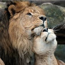 If You Love Lions You Must Check The Link In Our Bio Exclusive Lion Related Products On Sale For A Limited Tiere Afrika Tiere Tiere Schon