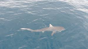 Tiger Sharks At Hale Rd Reef Scarborough Fishing Perth Wa Tiger Shark Shark Scarborough