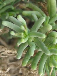 Image result for Suaeda sp. B