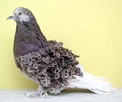 انواع حمام الزينة beautiful birds pigeon breeds pet birds