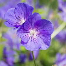 Image result for Geranium